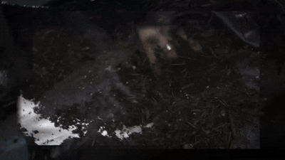 Eternal_Itinerant_sf_1 (5).gif