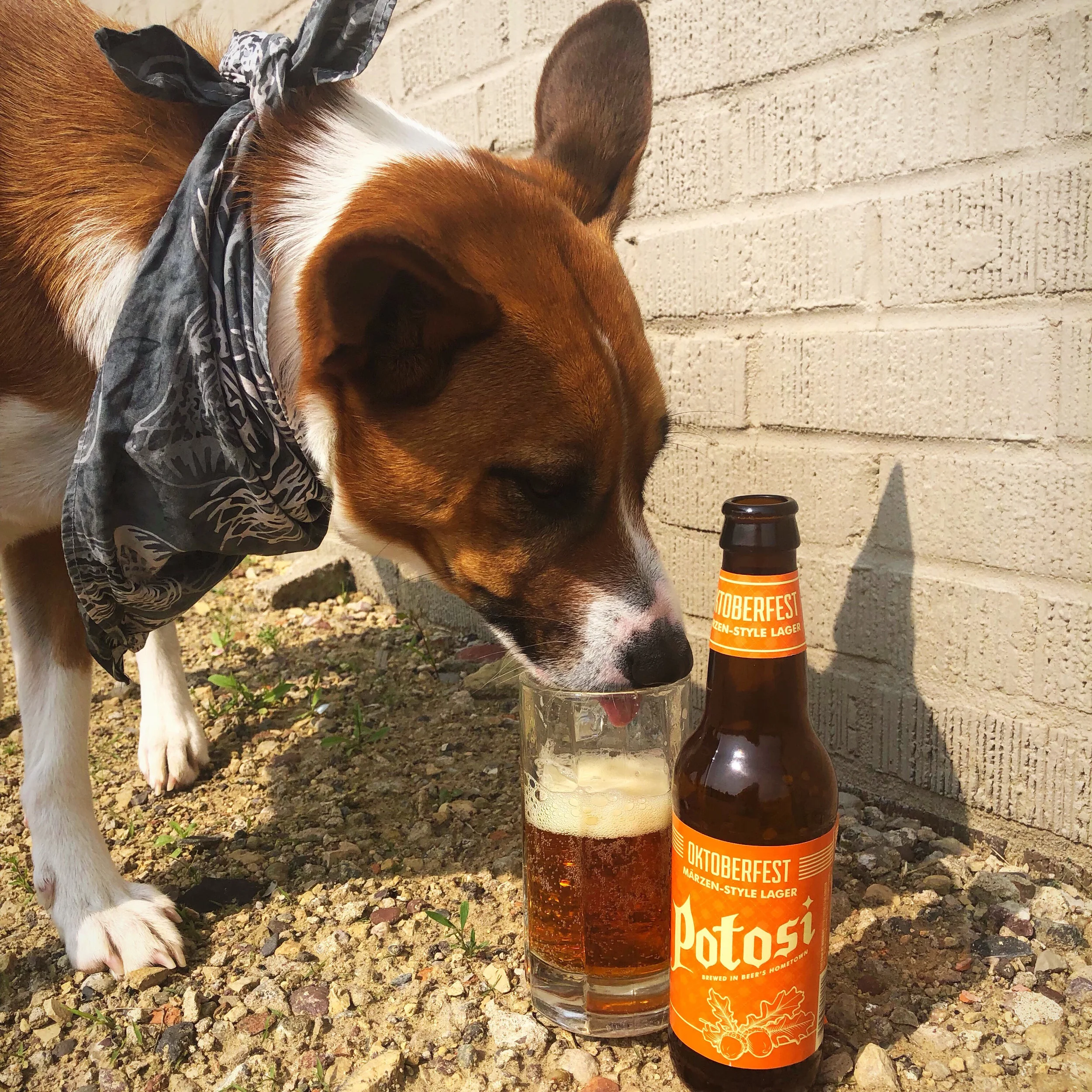9 Dog Friendly Breweries In Wisconsin