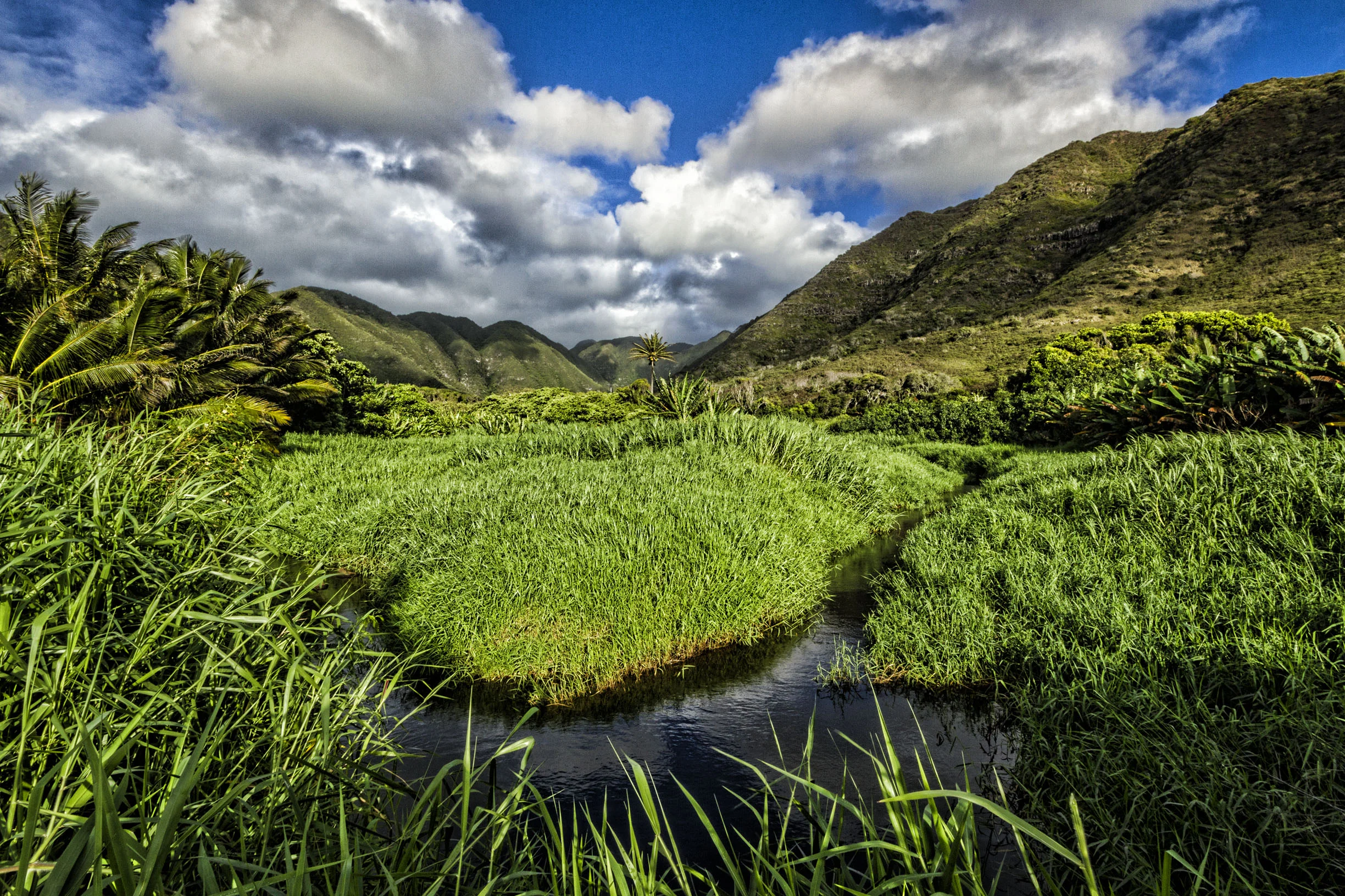 Halawa Valley - Taro and Uplands.jpg