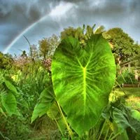 Teaching Story: Haloa The First Taro Plant
