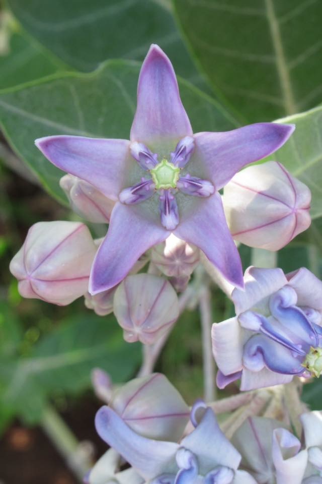 Crown Flower -Hawaiian Spirituality Courses.JPG