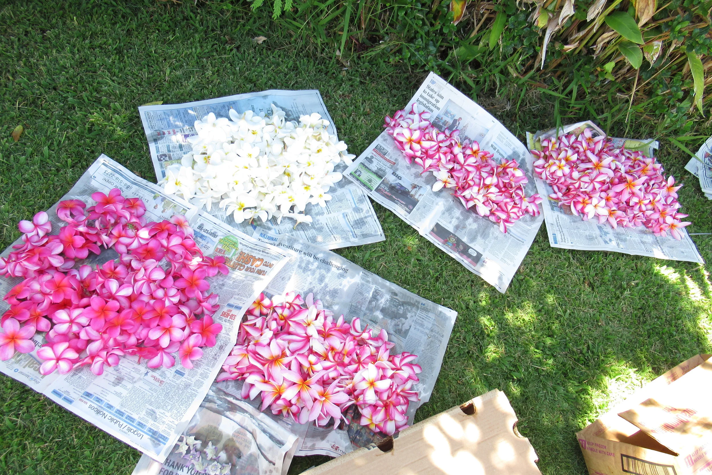 Frangipani Flowers - Lei Making.JPG
