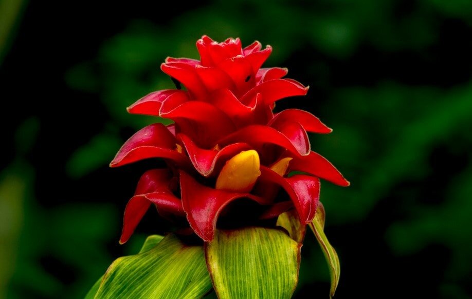 Costus-Ginger-min.jpg