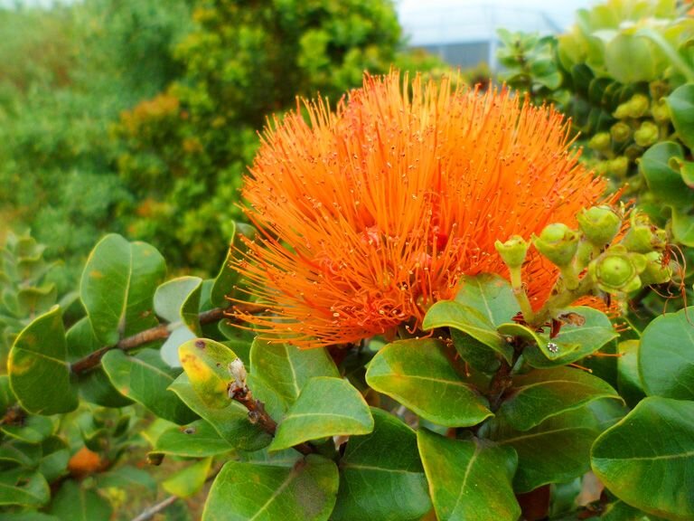 Full bloom orange lehua.jpg