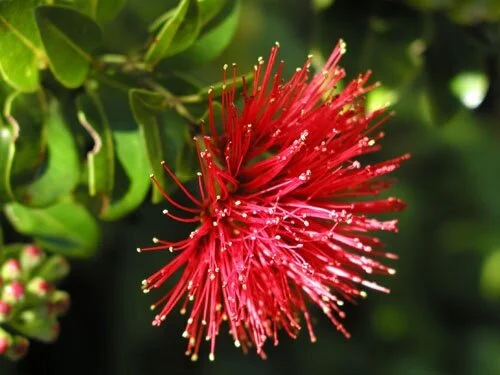 red+blosson+lehua.jpg