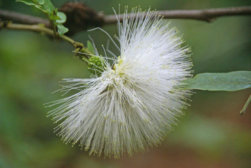 White Lehua Blossom.jpg