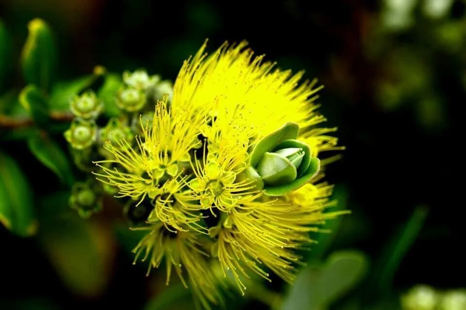 Yellow Lehua.jpg