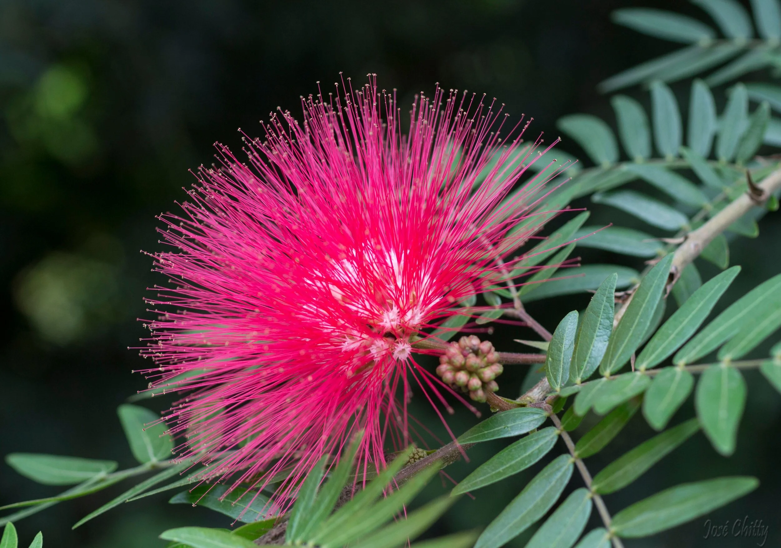 Pink Flower lehua.jpg
