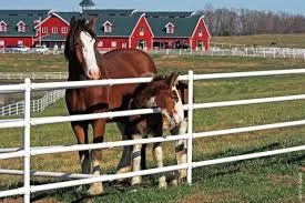 Warm springs ranch horses.jpg