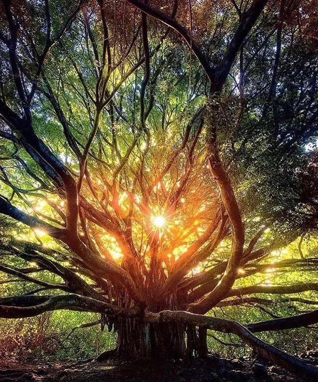 tree.jpg