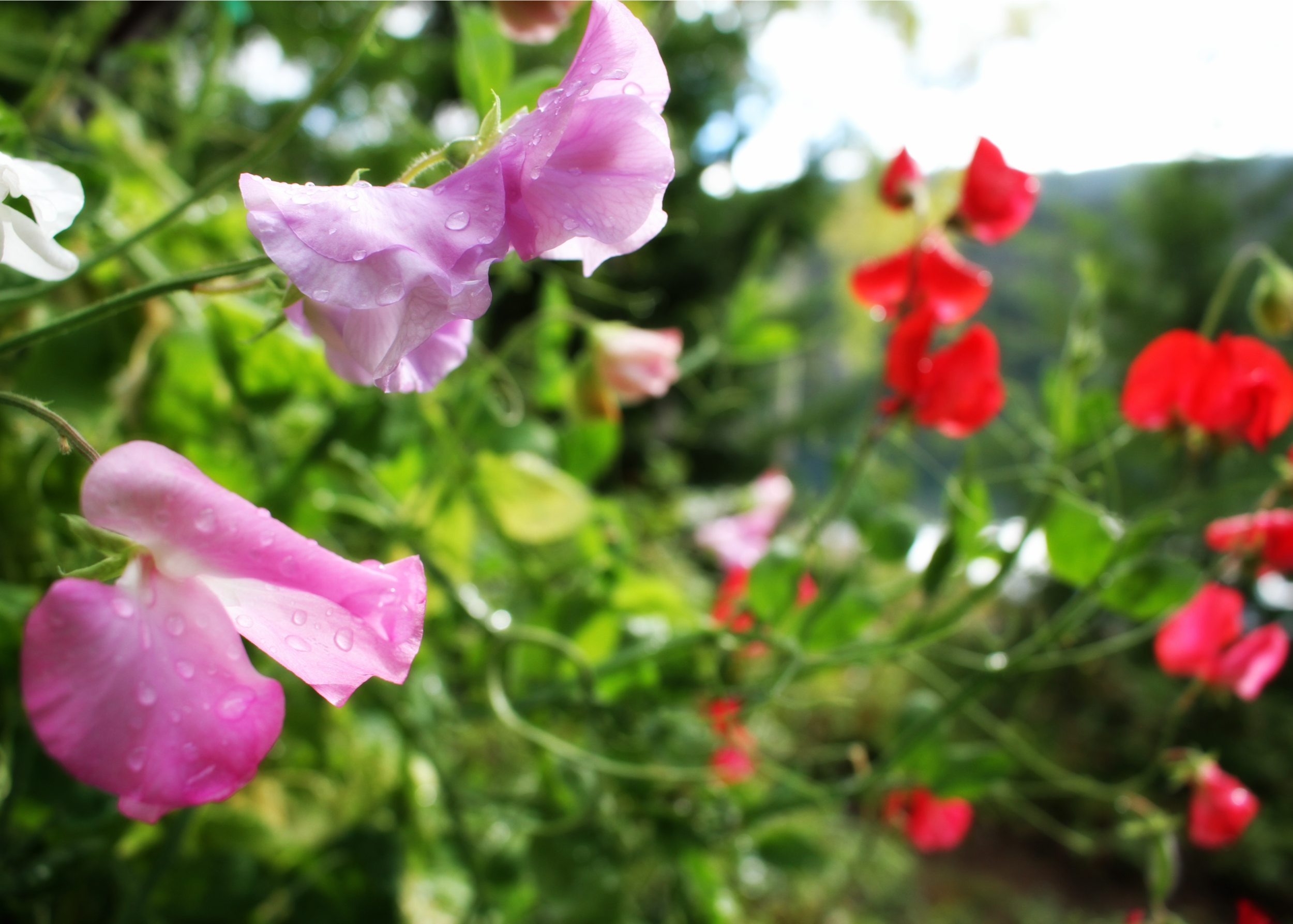 sweat pea.png