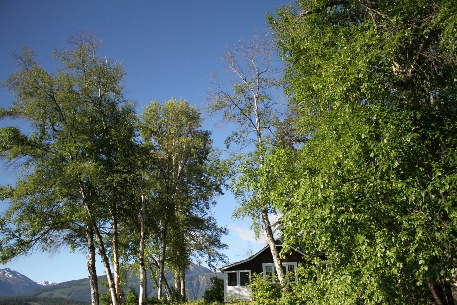 big cabin.jpg