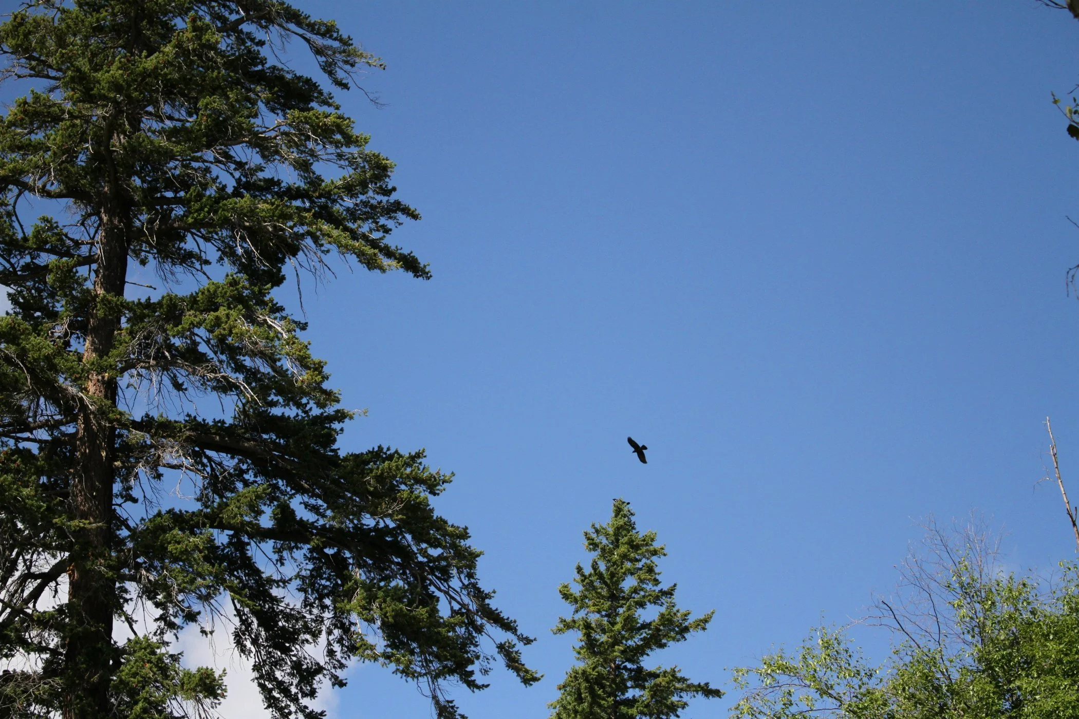 bird.jpg