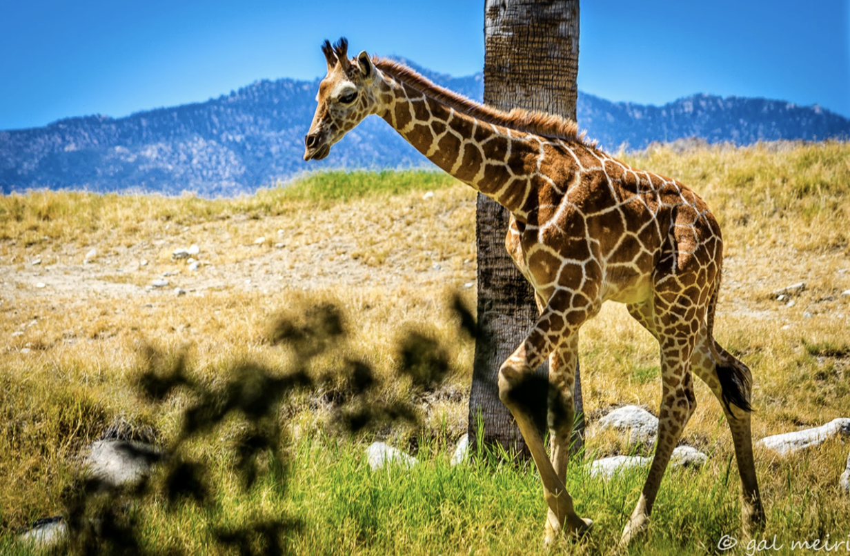 Giraffe.png
