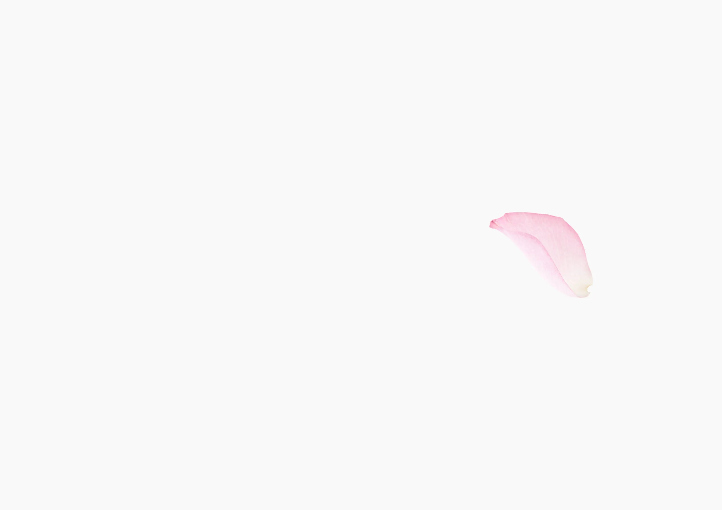 stillLife.jpg