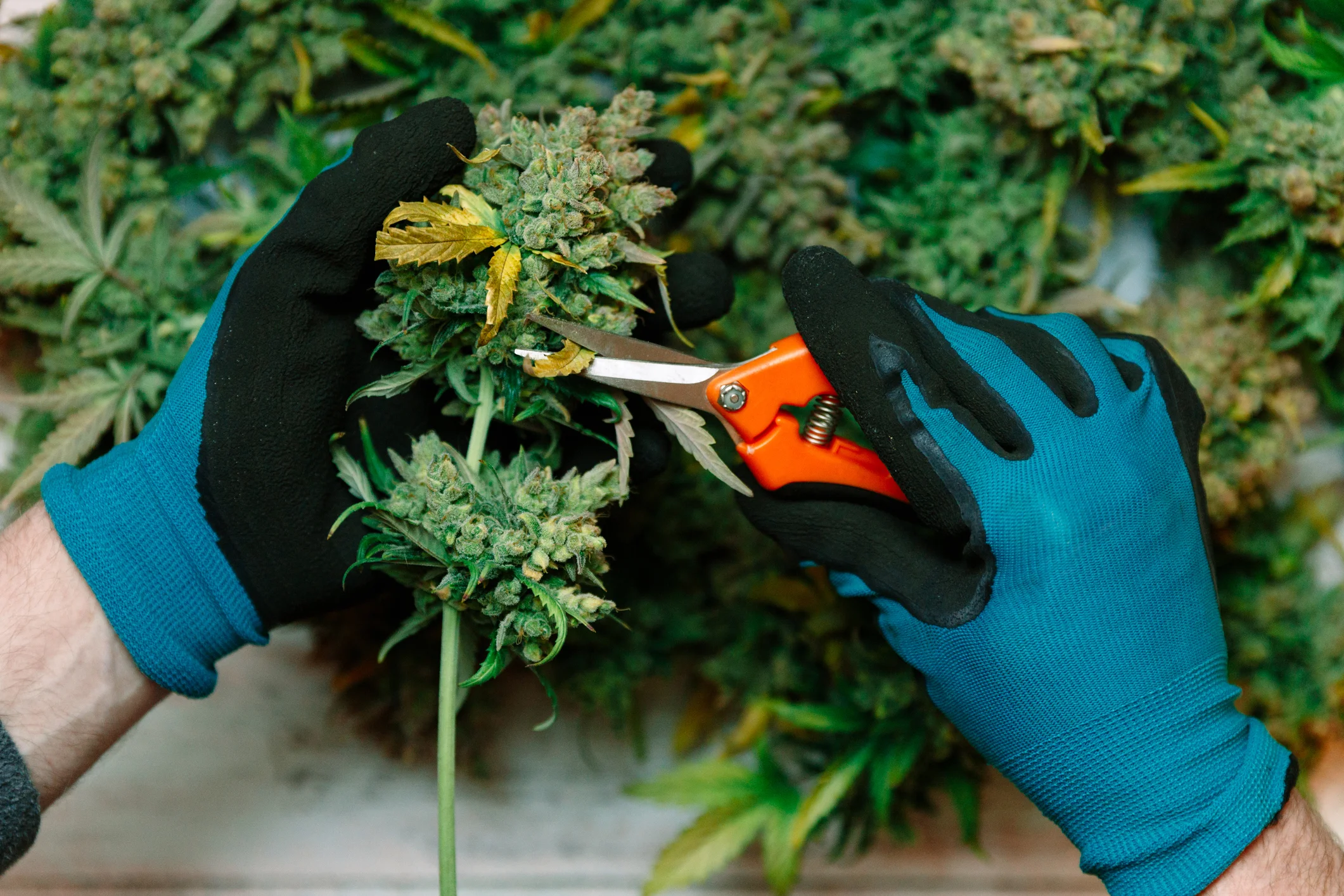 USCIS Clarifies that Lawful Marijuana-related Activities Could be a Basis for Denying Naturalization