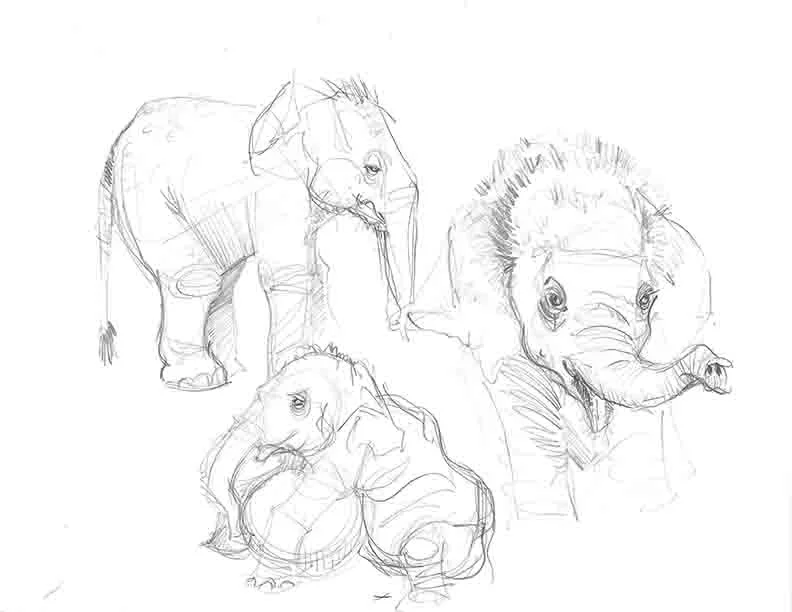 72 DPI Elephant 01.jpg