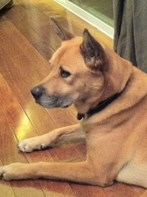 max-wood-floor.jpg