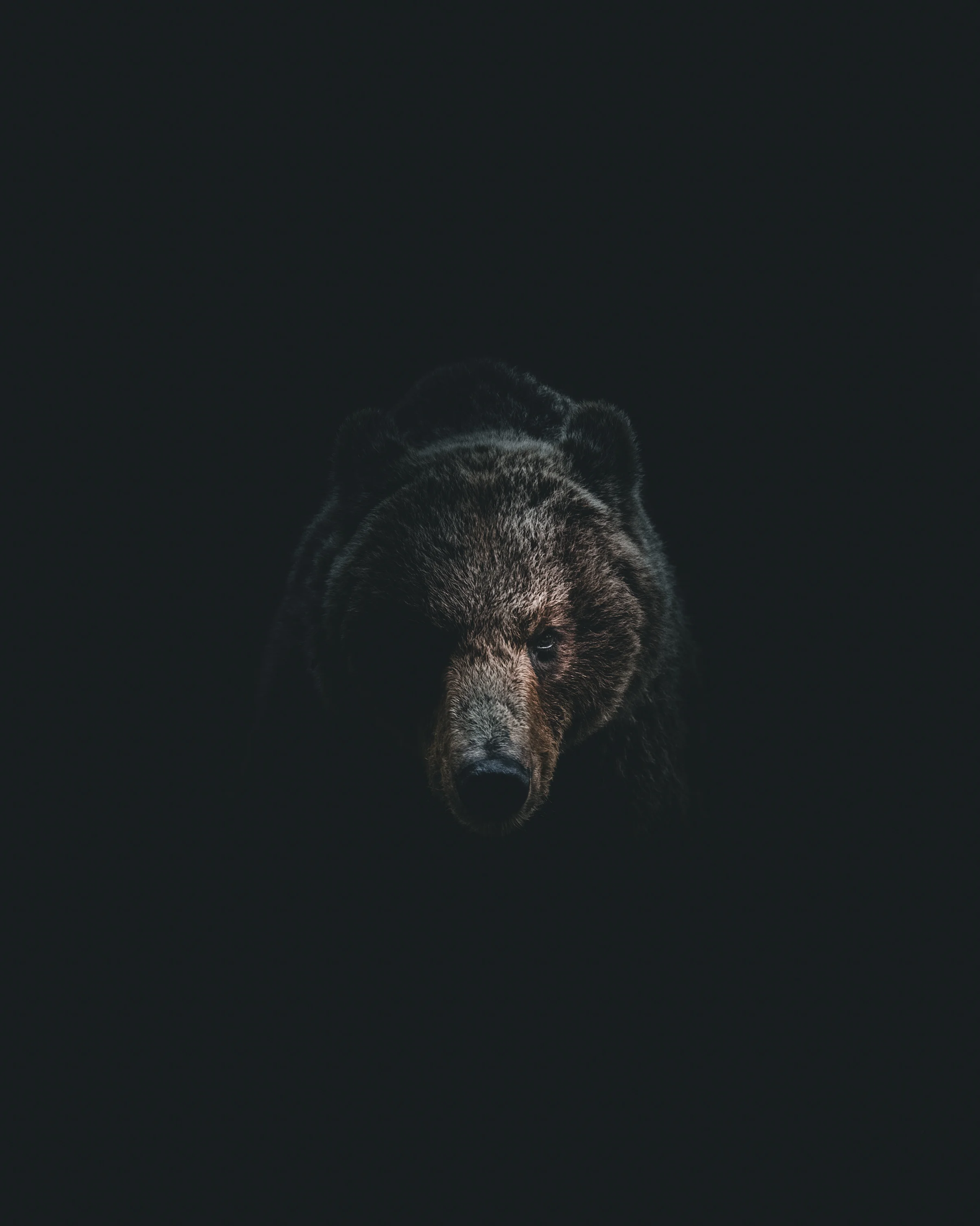 Bjørn 18-1.jpg