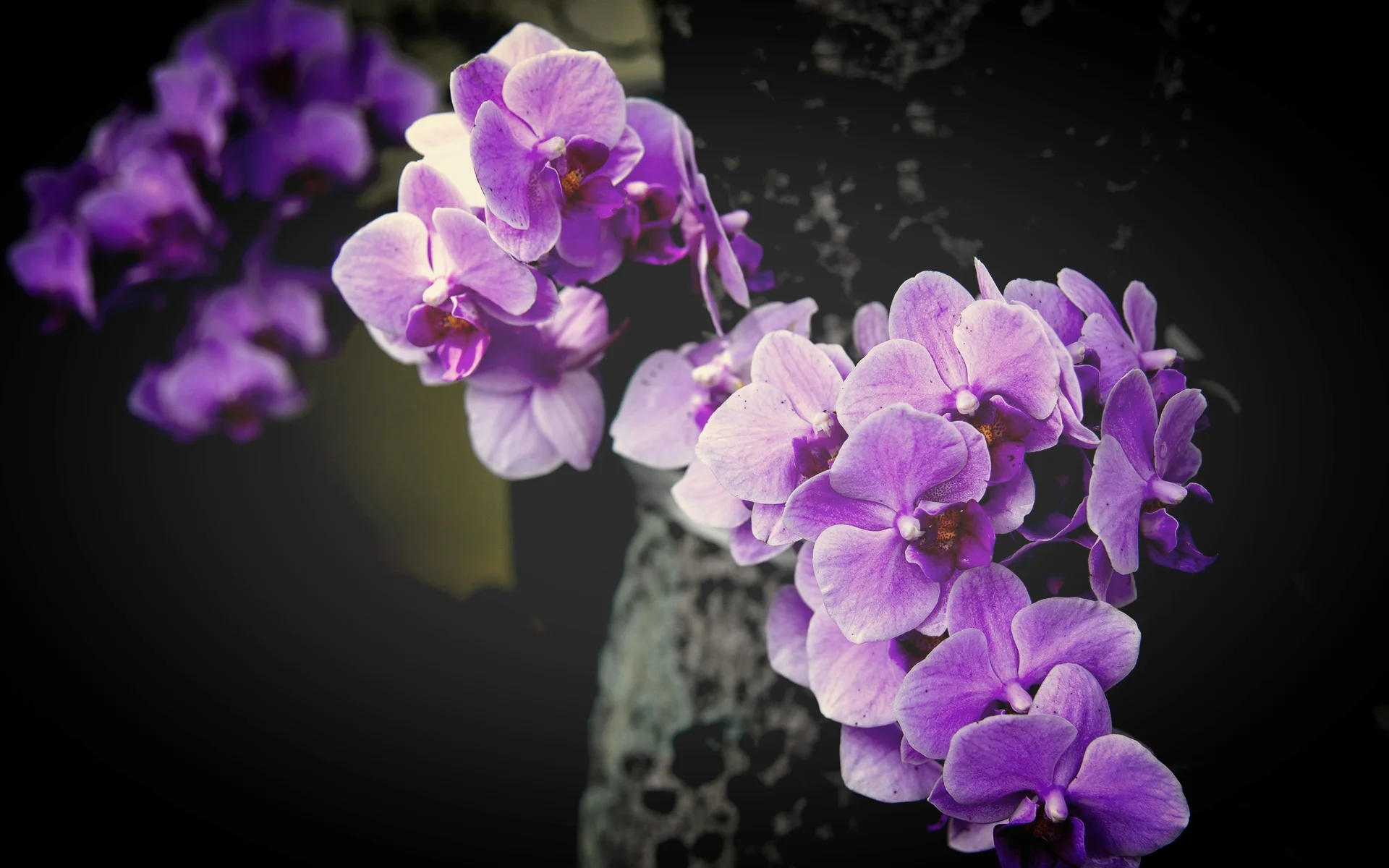 Purple-Orchid-Flower-Pictures.jpg
