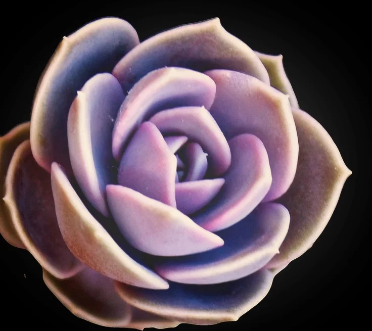 succulent.jpg