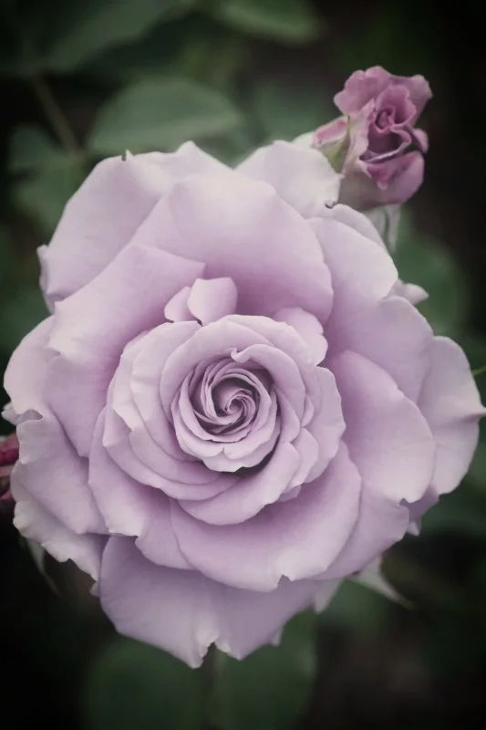 rose.jpg