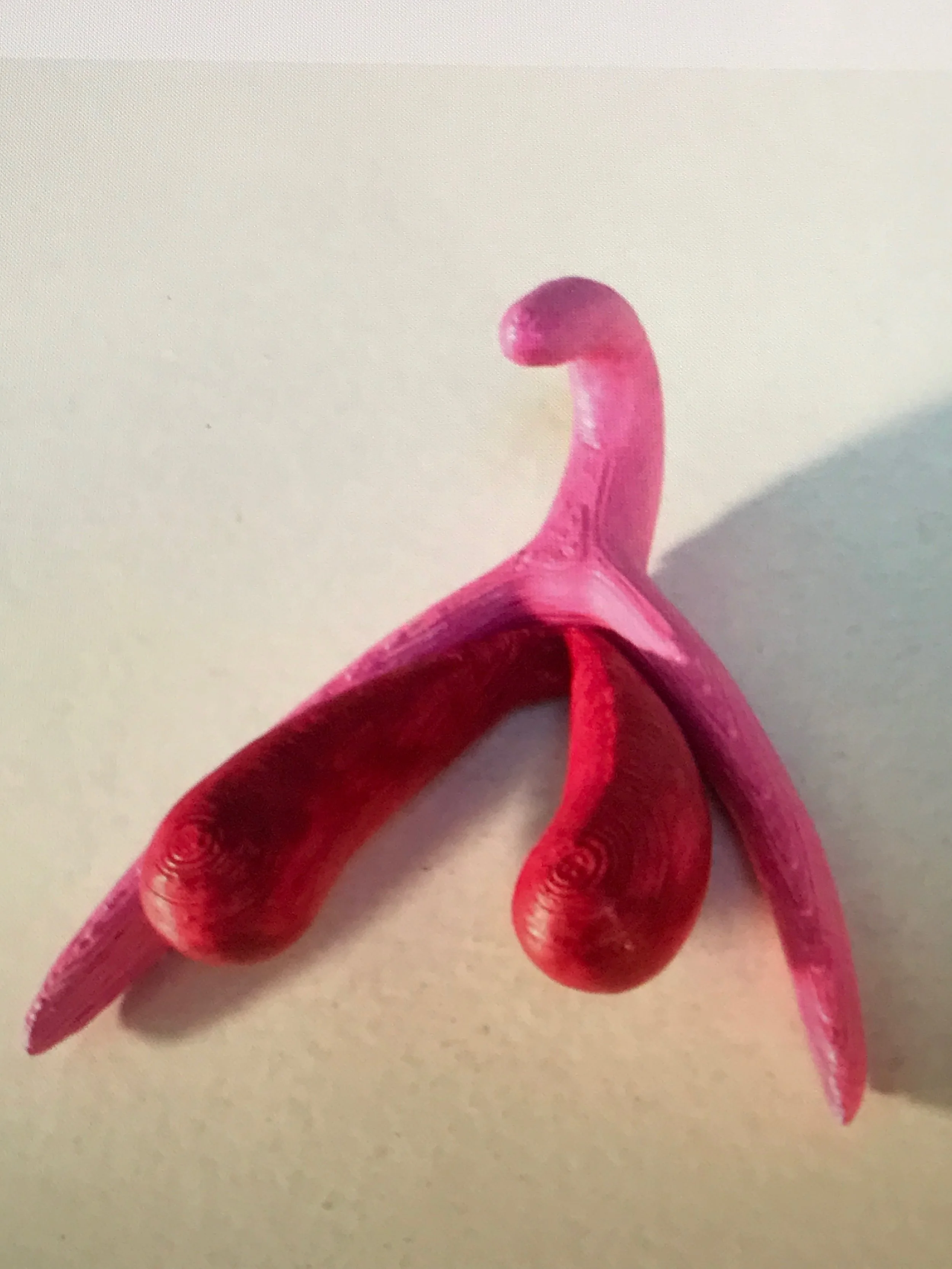 The true shape of a clitoris with 8000 nerve endings!