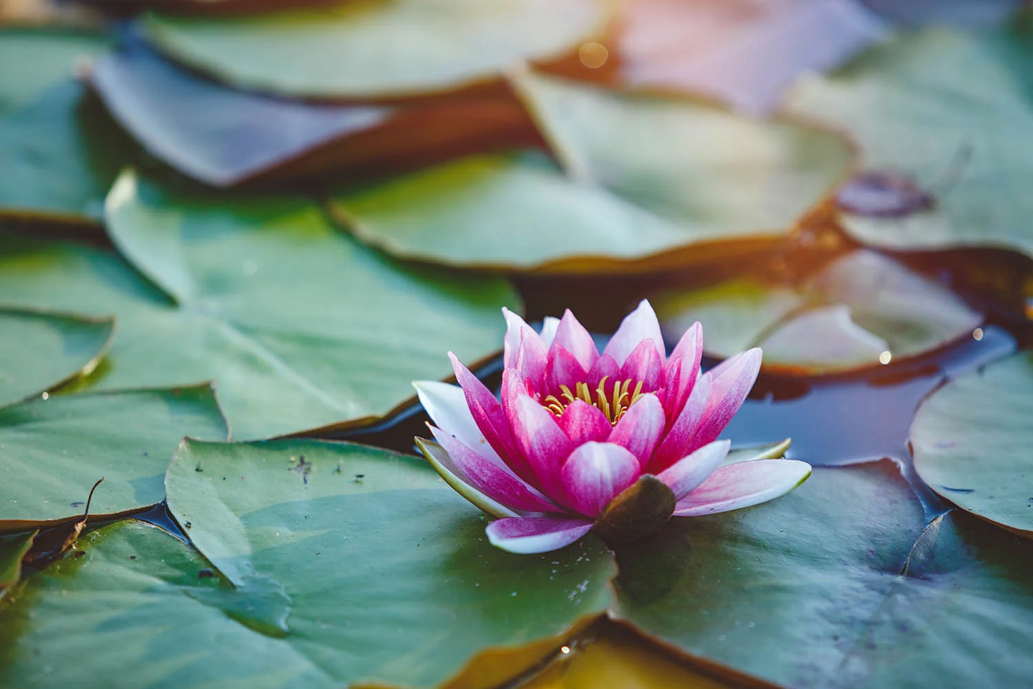 iStock-607600620.jpg
