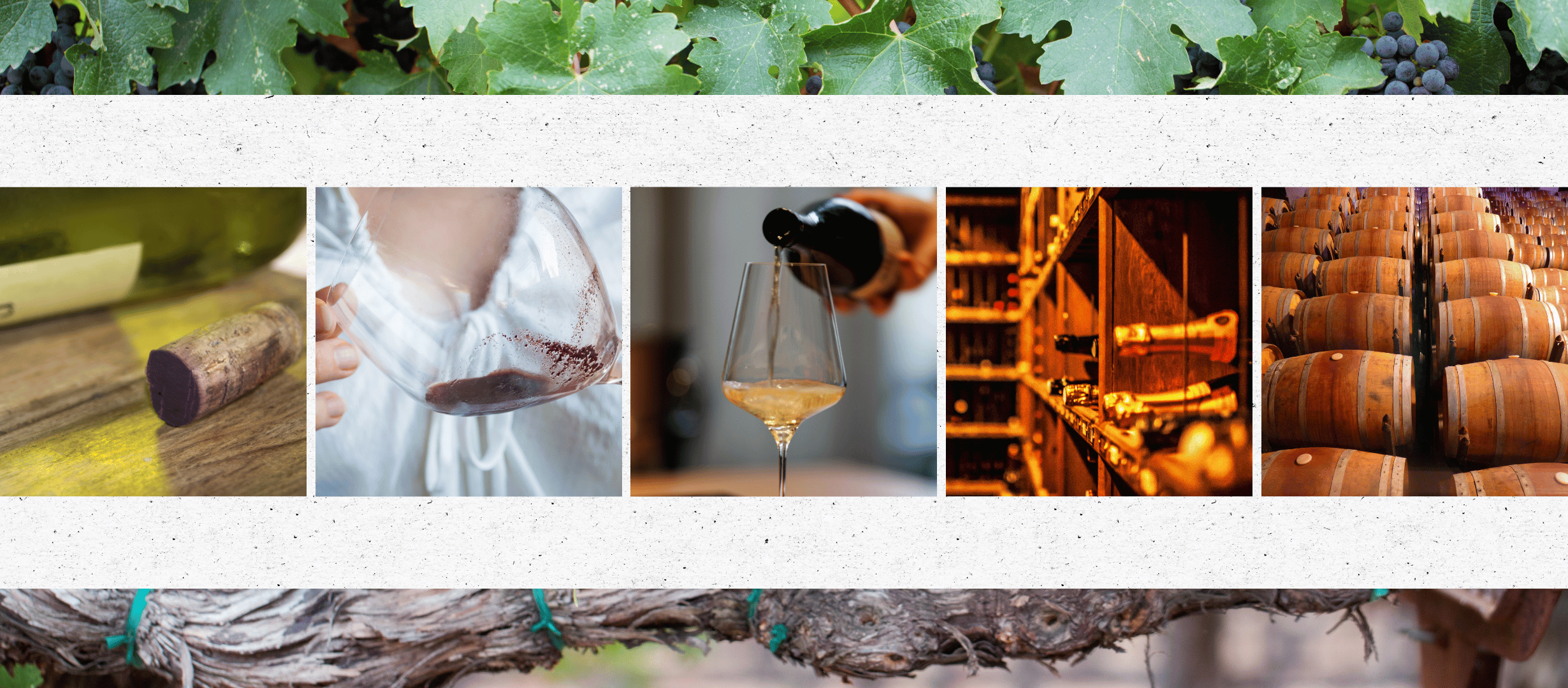 Cellaring Wine - All Your Questions Answered