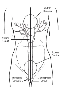 Figure 1.1. The Conception Vessel and Thrusting Vessels are the most important vessels in terms of diagnosing breast pathophysiology