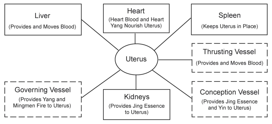 Figure 3. The Internal Organ Connections of the Uterus