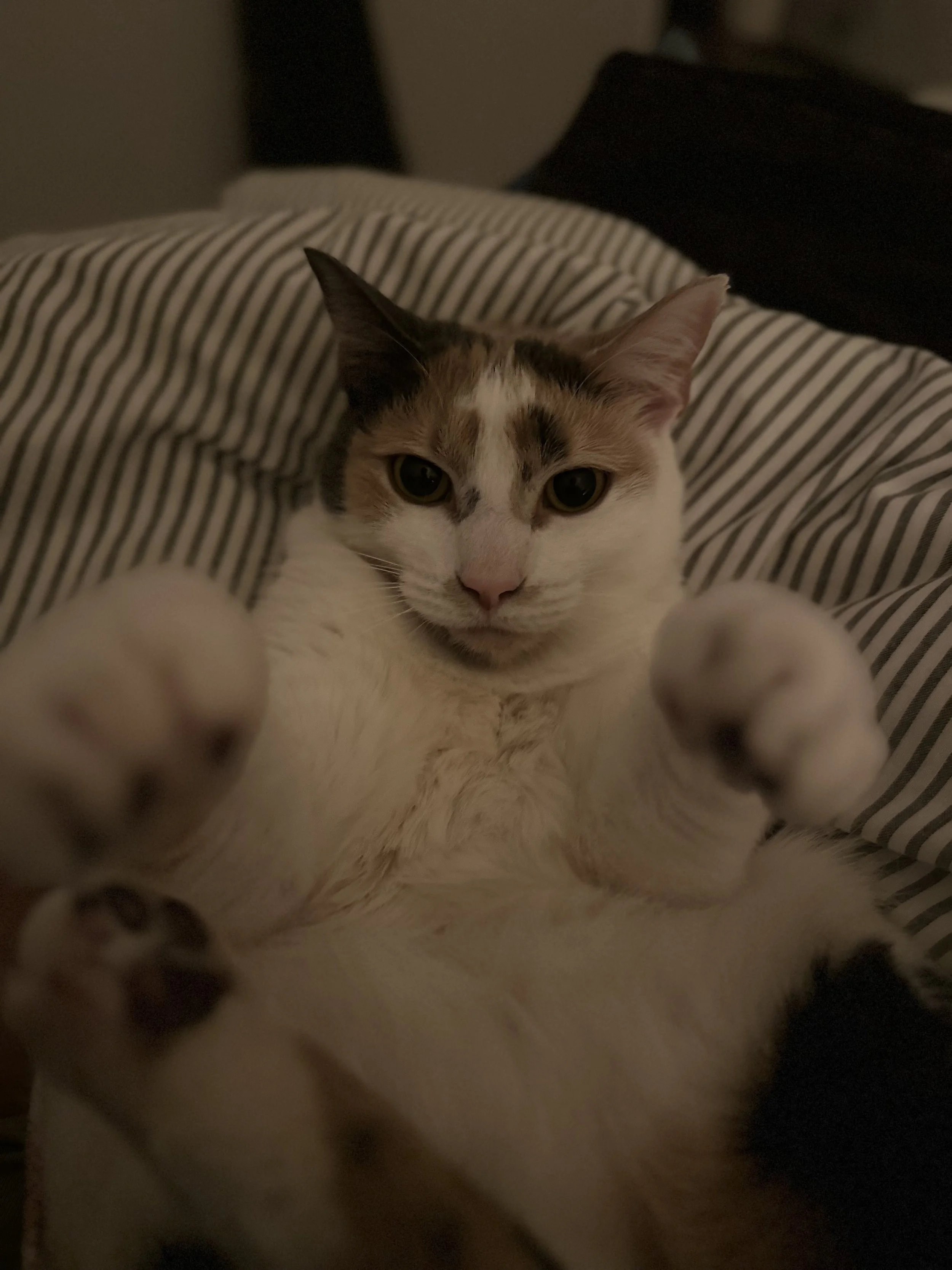 calico cat is belly up on a pillow. The cat is reaching towards the camera