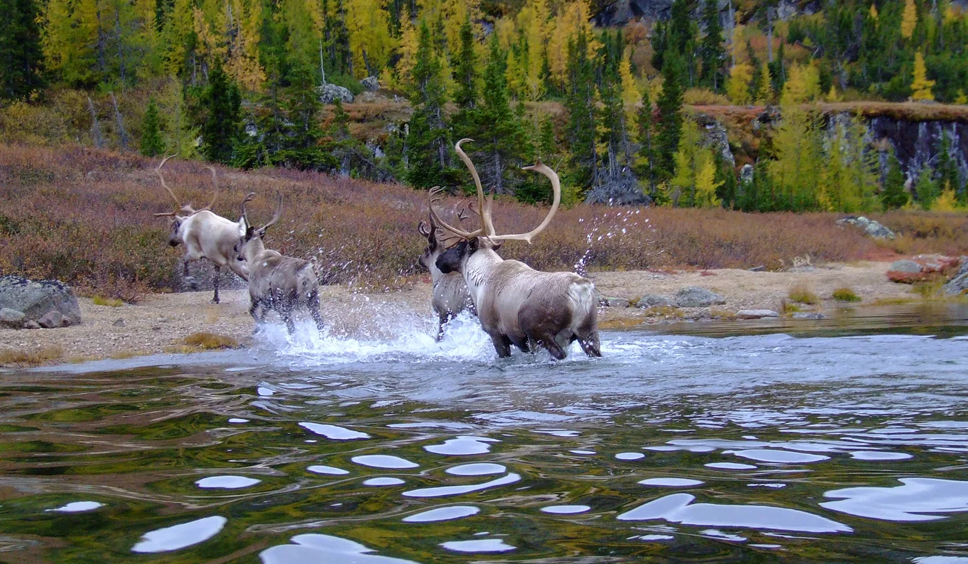 Caribou from the George River Herd in Labrador (Photo: Valérie Courtois).