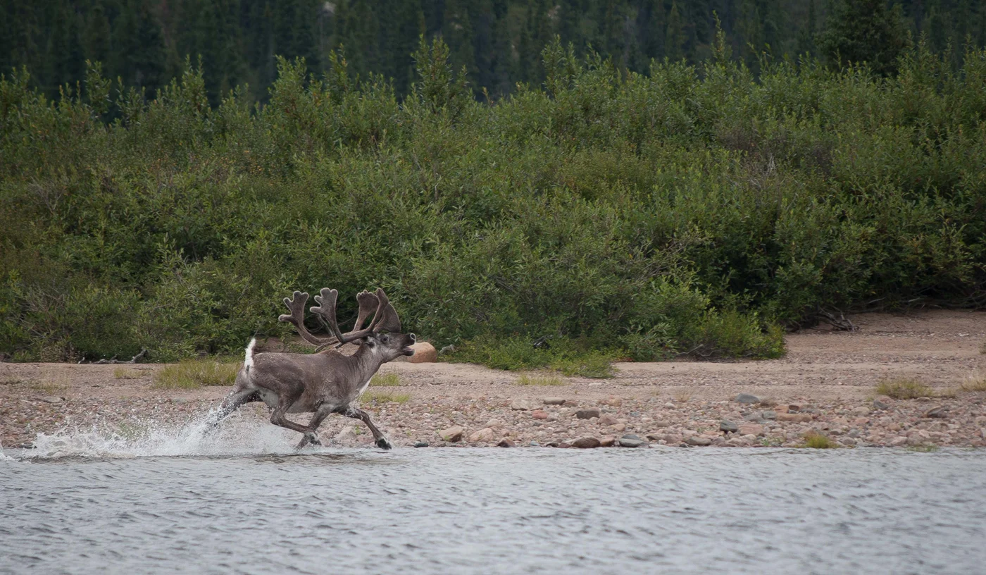 Caribou from the George River Herd in Quebec (Photo: Valérie Courtois).