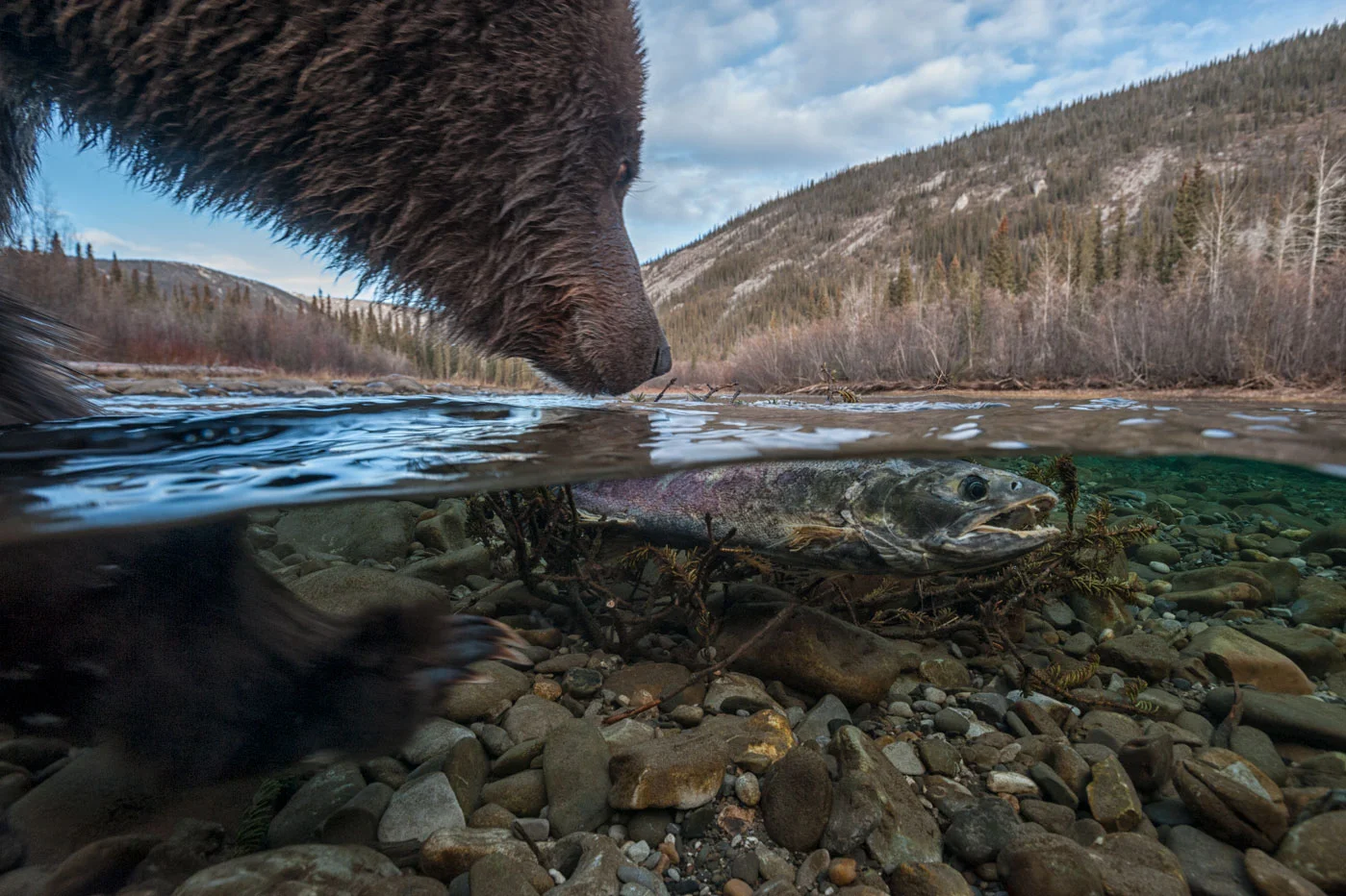 Mather_Peter29_Wildlife.jpg