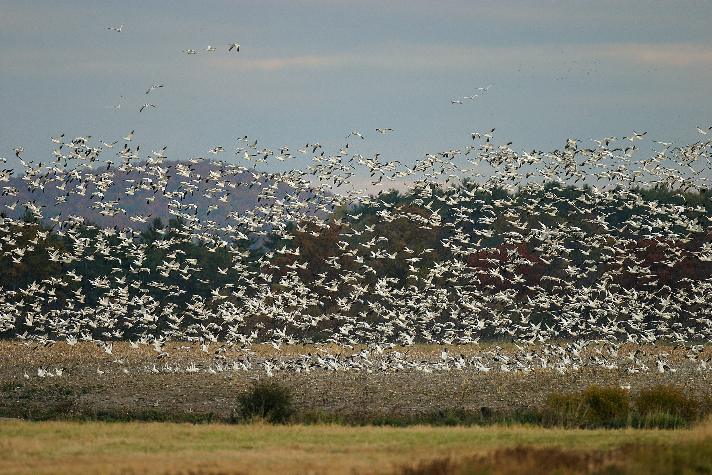 Snow Geese - Jeff Nadler.jpg