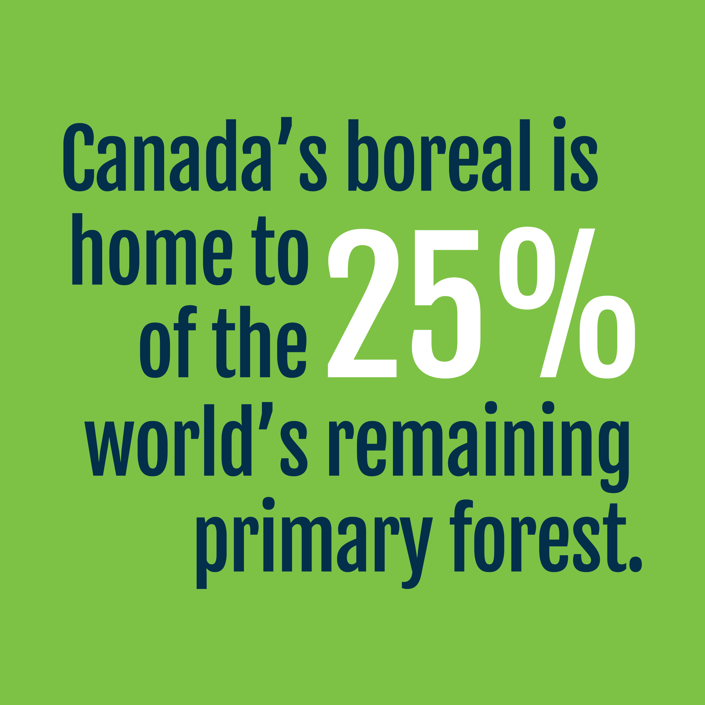 Forest copy@4x.png