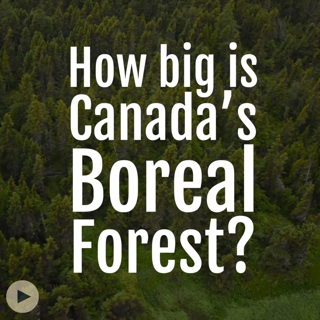 How Big is Canada's Boreal Forest?