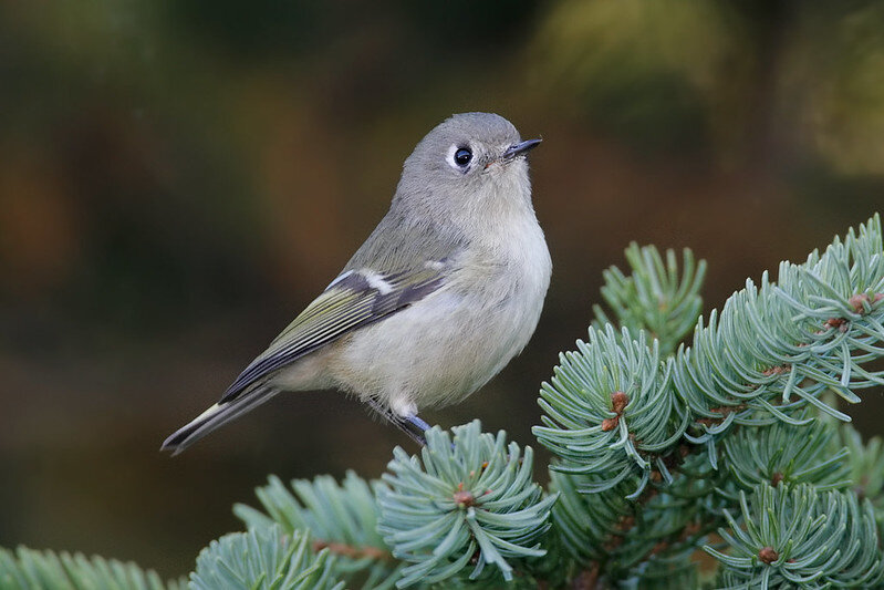 Spring Bird Migration & the Indigenous Stewardship that Sustains It