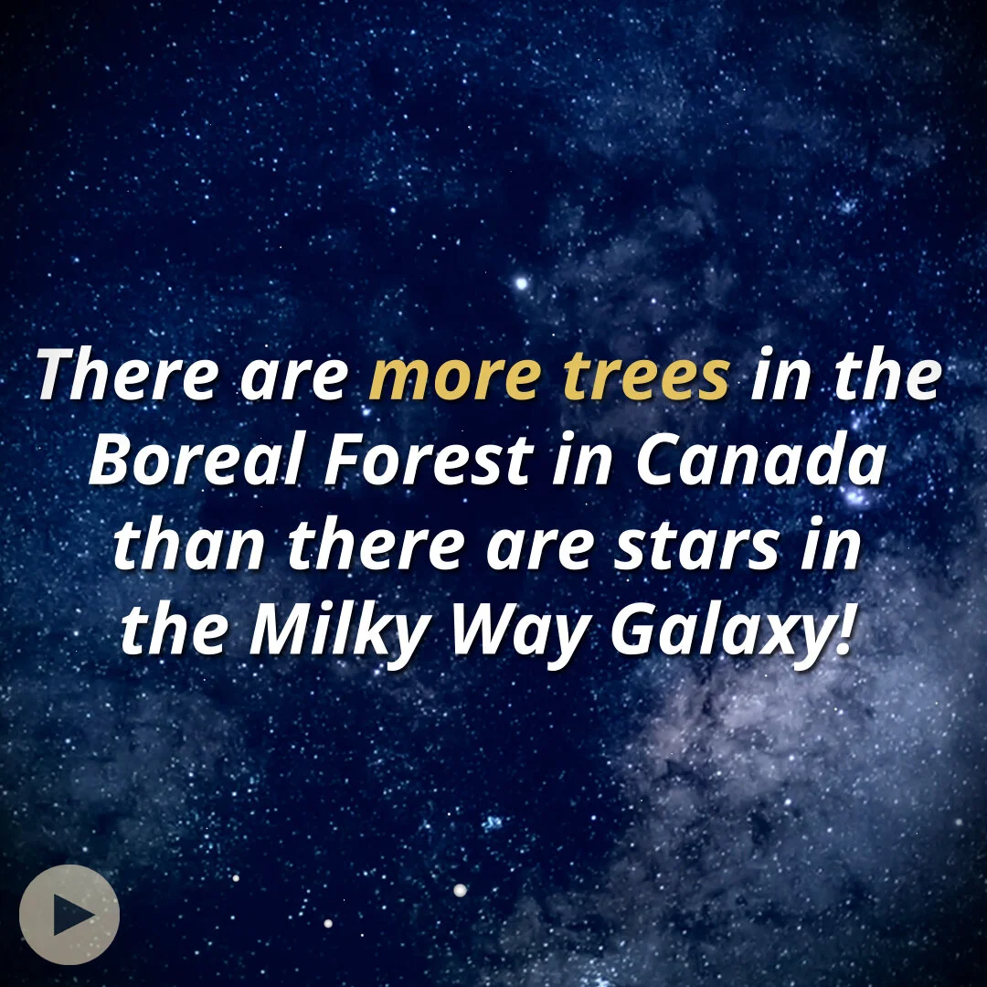How Many Trees are in the Boreal Forest? 