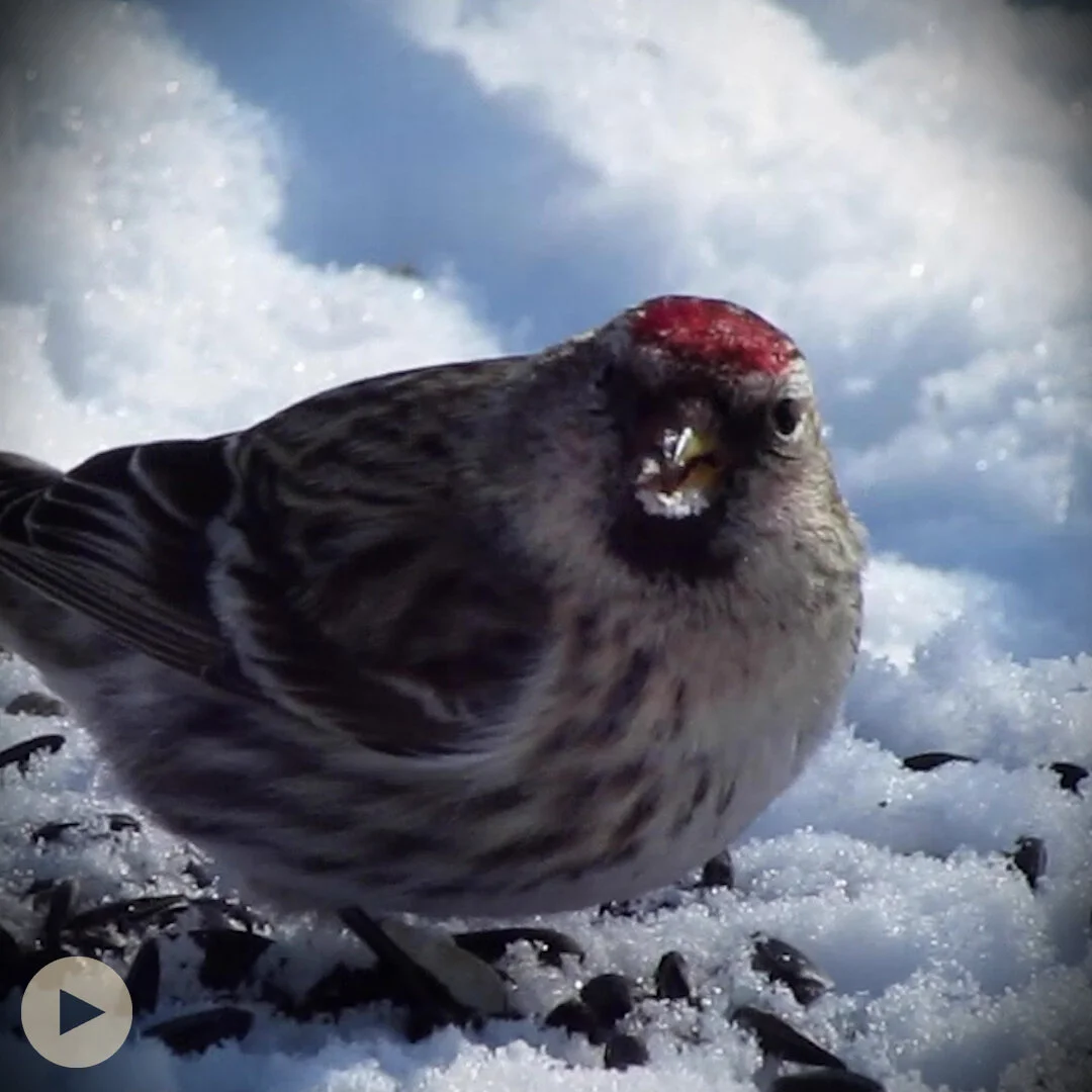 Winter Finch Invasions 
