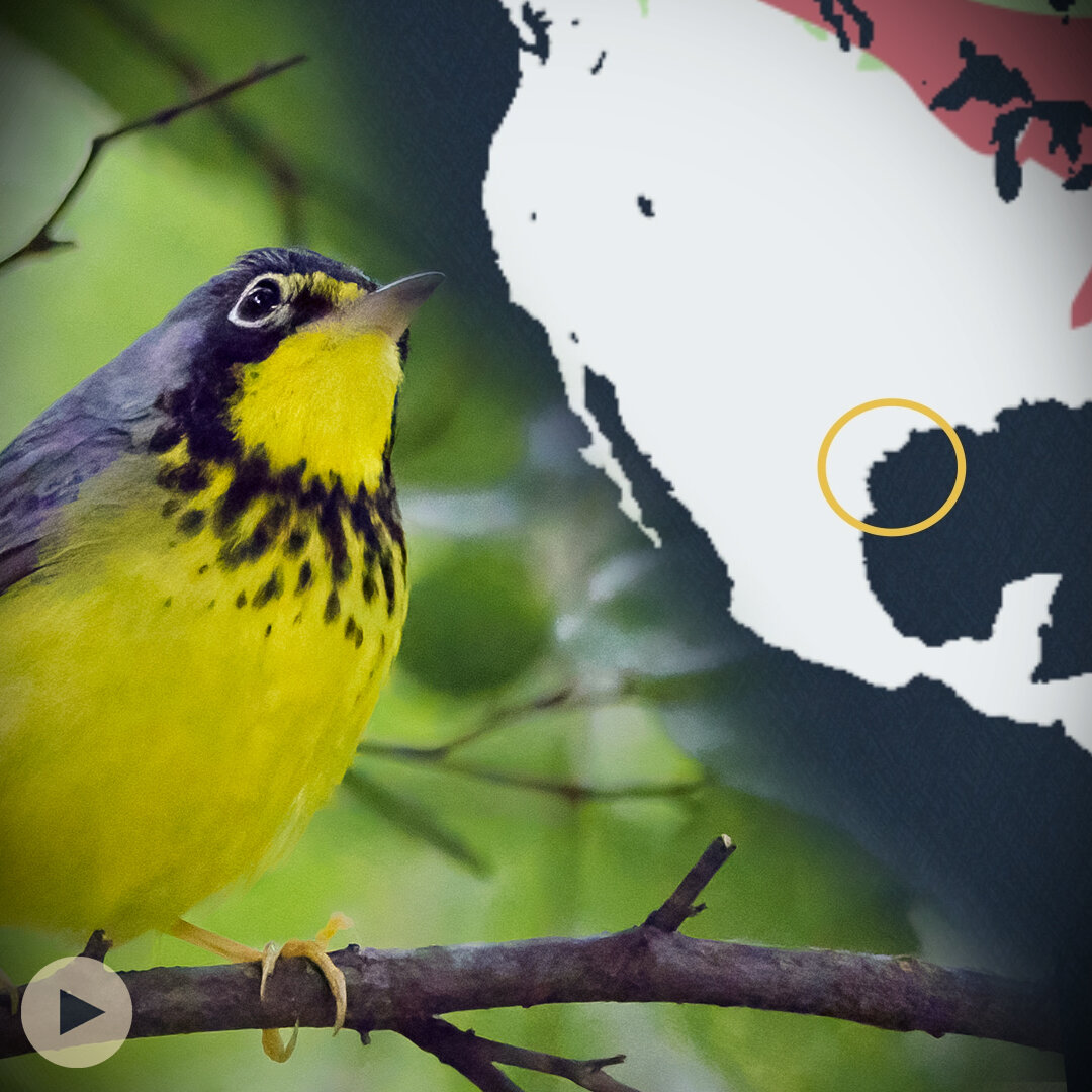 How the Canada Warbler Connects Us All