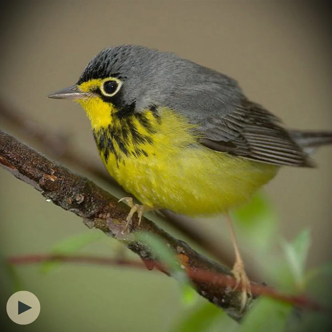 The Canada Warblers Return Home