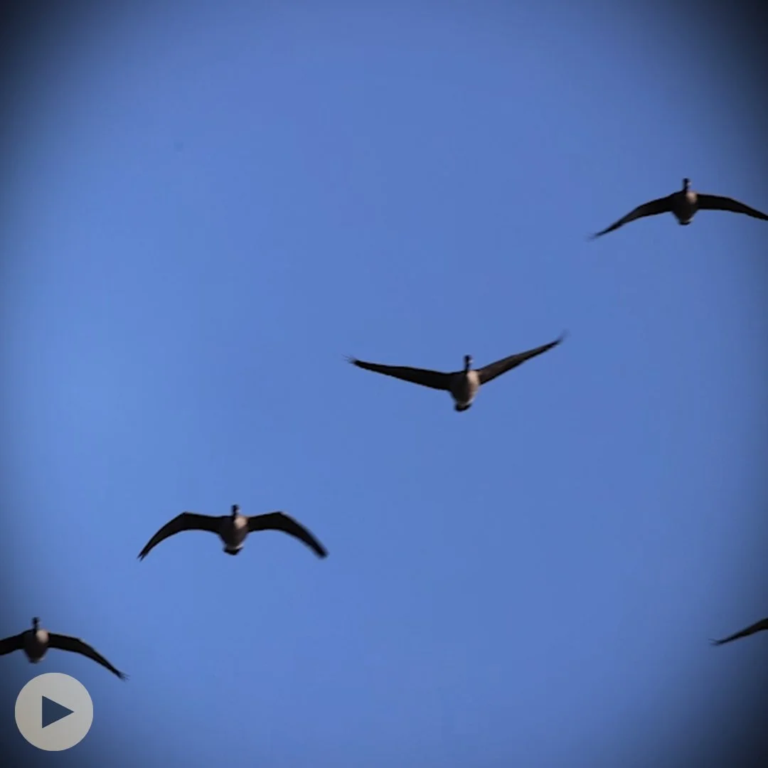 Why Wetlands Matter for Birds and Carbon