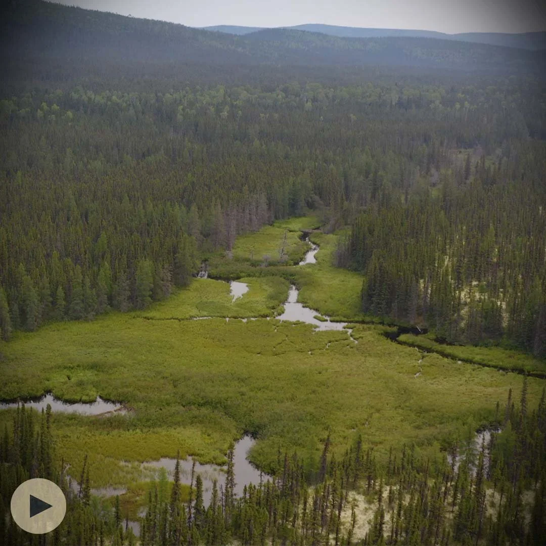 Wetlands of the Boreal Forest