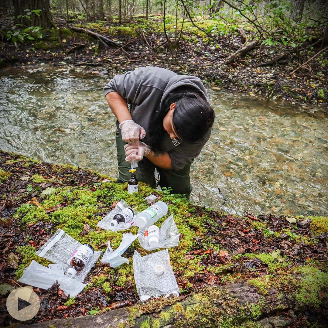 How the Boreal Fights Climate Change