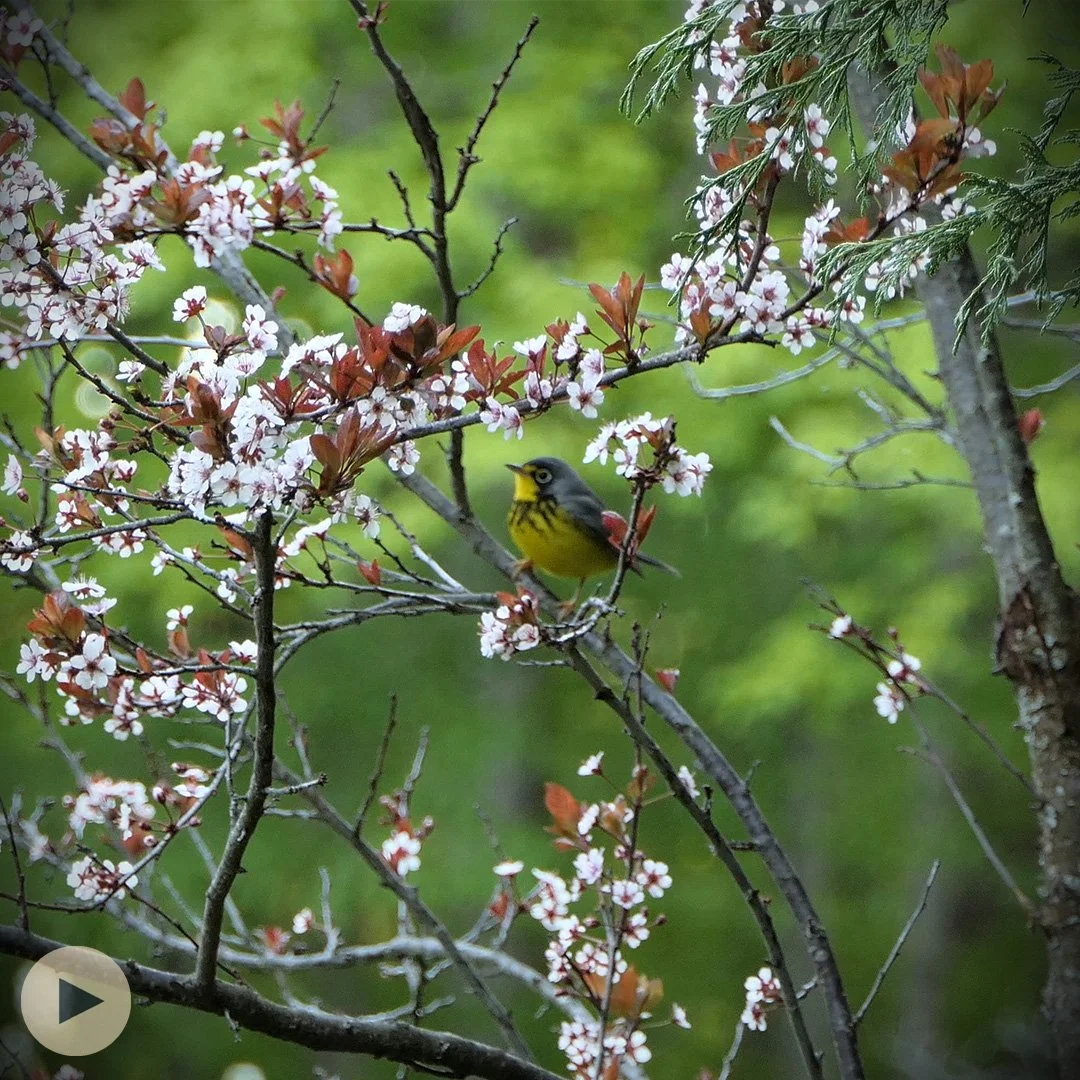 How Birds Connect Us