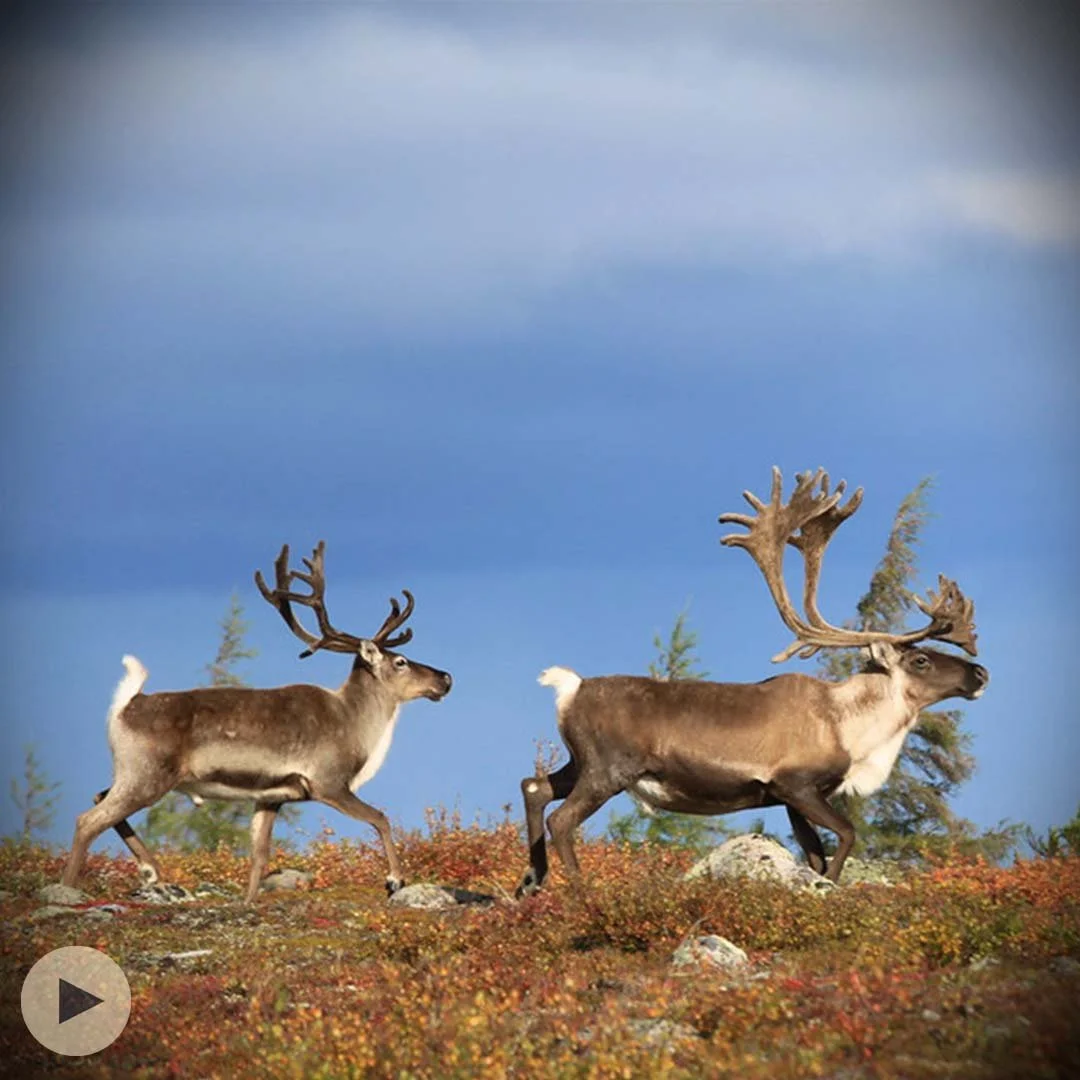 Why the Boreal Forest Matters for Caribou