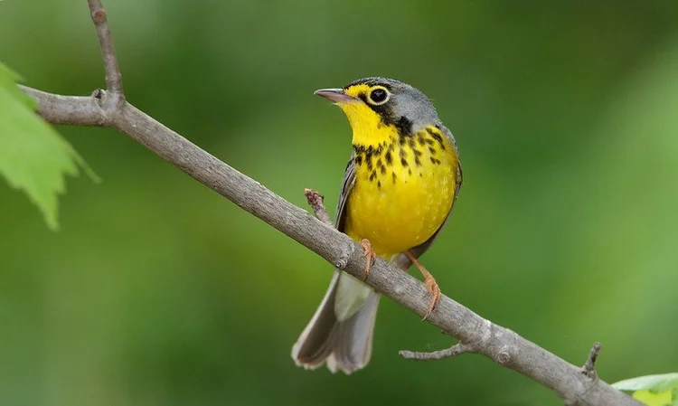 A Forest Bird: Discover the Secrets of Nature's Hidden Gem