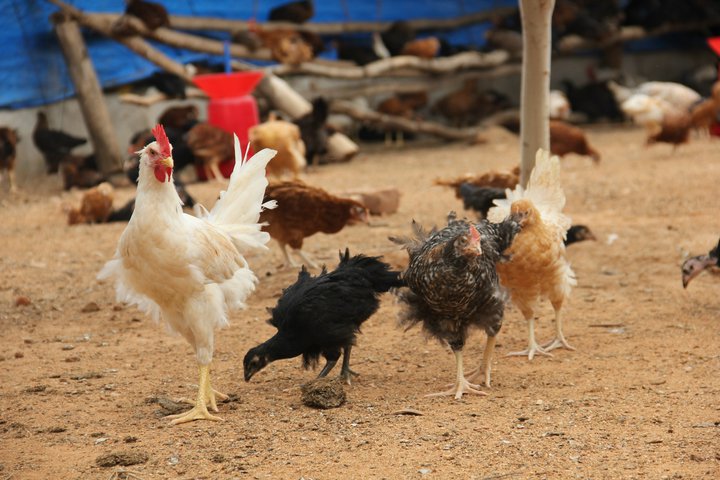 Chickens: $30 (for 10 chickens)